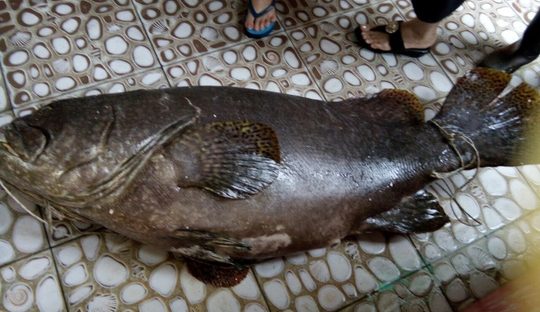 Bắt được cá mú “khủng” nặng 55 kg ở Phú Quốc