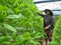 Người đầu tiên trồng rau thủy canh ở Phú Quốc